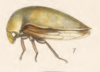 Habitus, lateral view: !! display not done !! on Tropidarnis tectigera Fowler, 1895: (Observation).