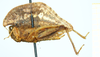 CollectionObject 1500872; 8e7cdd64-e2c5-4029-aef4-20bbb5992485, DORSA BXtrycraHTF: female (holotype), lateral view. (CollectionObject).