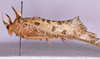CollectionObject 1544716; 2fc0c8d5-e45b-4372-9102-30d884184b6b: male, lateral view (holotype). (CollectionObject).