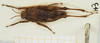 CollectionObject 1584085; 82779a2c-d8dd-4336-8150-69553293401c, NHMUK010924482: male, dorsal view (syntype). (CollectionObject).