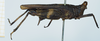 CollectionObject 1585502; f114578e-f921-421c-9381-4170ea4d4726: female, lateral view. (CollectionObject).