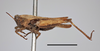 CollectionObject 1596013; 64e54b35-327c-4325-8a09-10d71cf58693, MZLU178066: male, lateral view, scale bar 5 mm (syntype of Acridium pallescens). (CollectionObject).
