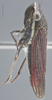 Habitus, lateral view on Cuerna arida Oman & Beamer, 1944: Lateral. (Observation).