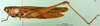 CollectionObject 1501372; 91457f59-dadf-4b7e-be6a-da1f8f6afe49: female, lateral view (lectotype of Tristria suturalis). (CollectionObject).