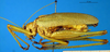 CollectionObject 1505307; 56472cb3-ecd7-4684-b56c-fddb66e43839: male, lateral view (holotype). (CollectionObject).