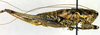 CollectionObject 1564708; 2d71cf39-5479-4a04-be4a-a0ff07eff25a: female, lateral view (allotype). (CollectionObject).