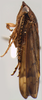 Habitus, lateral view on Coarctana oricula Domahovski & Cavichioli, 2023: Male holotype [DZUP]: habitus, lateral view. (Observation).