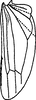 Hind wing: Hind wing (R. variabilis Dwor.). (Observation).
