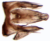 Pygofer, dorsal view: !! display not done !! on Elymana DeLong, 1936: Elymana acuma, pygofer, dorsally (INHS). (Observation).