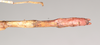 CollectionObject 1560093; NHMUK(SF IMPORT DUPLICATE) 844799, 51fca1e1-c43b-4cde-a72a-bf51c874e069: copyright Natural History Museum, London. female: end of abdomen, dorsal view of Necroscia westwoodi (holotype). (CollectionObject).