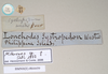 CollectionObject 1563988; NHMUK(SF IMPORT DUPLICATE) 844659, e0b7bab4-af0b-4dc2-9de1-c5429d269c46: copyright Natural History Museum, London. female, data labels [square label reversed] (paralectotype). (CollectionObject).