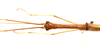 CollectionObject 1560038; f39289b9-11b2-460c-8e56-308ee44bff1d: copyright ZRC Singapore. male: head & thorax, dorsal view (holotype). (CollectionObject).