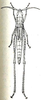 Lobopoma ambages Karsch, 1896: Fig. 5. female, dorsal view (body length 45 mm). (Otu).
