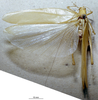 CollectionObject 1503426; MBBJ 3226137, 3629b70a-83bb-4039-81c0-b2704cc560cf: female, dorsal view. (CollectionObject).