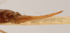 CollectionObject 1534524; 1b697d63-e1c7-4f21-8340-654d3ad4660c: female subgenital plate (holotype of Xiphidiopsis celebensis). (CollectionObject).