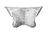 Palpigera borellii (Giglio-Tos, 1897): P. 6, Fig. 6. male supra-anal plate, dorsal view. (Otu).