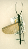 CollectionObject 1558697; 117cb172-8bae-4f76-b723-d1602eeb9c6f: copyright RMNH, Leiden. male (paratype) [CHECK - is this HT?]. (CollectionObject).