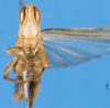CollectionObject 1581464; 72bee0df-9ffa-4c1f-a823-60f00af0220f: female, frontal view (paralectotype). (CollectionObject).