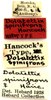 CollectionObject 1523074; bb1563ba-068e-41ea-88a0-92f27cdbef94: labels (holotype). (CollectionObject).
