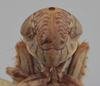 Head on Athysanella (Amphipyga) reticulata (Osborn, 1930): Head. (Observation).