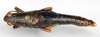 CollectionObject 1578637; a339a44e-acf9-49cd-8456-57a28eee4b99: female, dorsal view (paralectotype of Orthacris fusiformis). (CollectionObject).