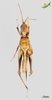 CollectionObject 2243721; 0f36dc29-fbe8-4a4c-8d70-3c7fe882f806, Unioeste Cascavel K-0831: Male, ventral view. (CollectionObject).