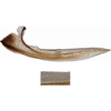 Ovipositor: Ovipositor (valv I). (Observation).