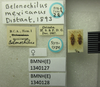 Belonochilus mexicanus Distant, 1893 now Belonochilus numenius (Say, 1832): Belonochilus mexicanus. Syntype. (BMNH) - (CC BY-NC 4.0) Photo by Stuart Cole, reproduced with permission from the Natural History Museum, London, UK. (Otu).