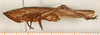 CollectionObject 1589282; NMW 12722, f947b954-91ac-4fee-825f-237f3d87d914: male, lateral view (syntype). (CollectionObject).