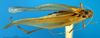 CollectionObject 1475812; ab271183-163a-4942-99ae-f3626f01b929: male, dorsal view (syntype). (CollectionObject).