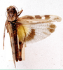 Acrotylus junodi Schulthess, 1899: dorsal view. (Otu).