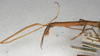 CollectionObject 1557881; 9cf47a0f-d521-4726-b045-ce535961aa9d: copyright NHMW, Vienna. female of synonym Clitarchus longipes (paralectotype). (CollectionObject).;CollectionObject 1557882; 35e7f03e-41e2-48a2-aa26-8ce654fd793e: copyright NHMW, Vienna. female of synonym Clitarchus longipes (paralectotype). (CollectionObject).