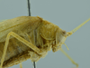 CollectionObject 1532151; 355ffb2f-cc20-4602-95a1-8f3e1b05cf6f, NMW No. 371: male head and pronotum, lateral view (syntype). (CollectionObject).