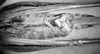CollectionObject 1502236; 7a7beb02-5b51-4308-ae24-ff49cc10cf30: female, ventral view (paratype of Poecilimon albanicus). (CollectionObject).