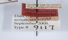 CollectionObject 1559627; d9fb0b3b-ee4b-494f-8255-0a1cfa4f92a7: copyright ANSP. male, data labels (holotype). (CollectionObject).