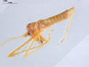 CollectionObject 1566932; 2058b233-de48-436e-a7db-b22f7156800e: male, lateral view (holotype). Parque Nacional do Pau Brasil, Porto Seguro, Brazil. (CollectionObject).
