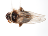 Habitus, dorsal view: !! display not done !! on Pissonotus flabellatus (Ball, 1903): (Observation).