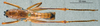 CollectionObject 1536089; a93fe880-a24d-4e40-83c3-ea2198e04601: male, dorsal view (holotype). (CollectionObject).