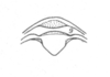 Ceuthophilus (Geotettix) caudelli Hubbell, 1936: Fig. 667. epiprocts of male. (Otu).