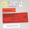 CollectionObject 1563695; 609f330d-bee3-4b29-b057-9f18317d43e0: copyright Natural History Museum, London. female juv., data labels (paratype). (CollectionObject).;CollectionObject 1563696; b7e131b1-06c5-4ea4-bf05-d82fe43432f9: copyright Natural History Museum, London. female juv., data labels (paratype). (CollectionObject).