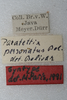 CollectionObject 1572894; 49ee8da5-af80-43e0-9aa3-a6096250dd41: labels (paralectotype). (CollectionObject).