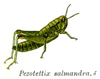 Pl. 7. male habitus. Depicts Micropodisma salamandra (Fischer, 1853), an Otu.