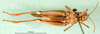 CollectionObject 1594832; 9f44fe0b-e988-422b-9c30-4232ac6510e1: male, ventral view (syntype). (CollectionObject).
