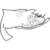 Pygofer, lateral view: !! display not done !! on Dayus elongatus Mahmood, 1967: genital capsule, lateral. (Observation).