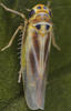 Habitus, dorsal view on Arboridia (Arboridia) pusilla (Ribaut, 1936): Habitus (male). (Observation).