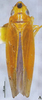 Habitus, dorsal view: !! display not done !! on Carinata rufipenna Li & Wang, 1992: (Observation).