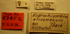 CollectionObject 1596185; d948013f-b6b0-4766-8a26-e3cd543b6f3e: Exptochiomera arizonensis - Holotype Labels (NMNH) - (CC BY-NC 3.0) - Photo by Pablo M. Dellapé with permission from the National Museum of Natural History (NMNH), Smithsonian Institution, Washington, D.C. (CollectionObject).