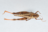 CollectionObject 2833354; a1dac4f2-280b-43b0-9a5a-fc4561c9e88a, CNCI 981367: Calliptamus abbreviatus. Dorsal view. (CollectionObject).