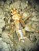 Petaloptila (Zapetaloptila) barrancoi Gorochov & Llorente del Moral, 2001: male, dorsal view. (Otu).