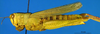 CollectionObject 1593174; e0cdf337-6c09-44fd-bf96-ecc858a303e5: female, lateral view (Acridium dorsatum). (CollectionObject).